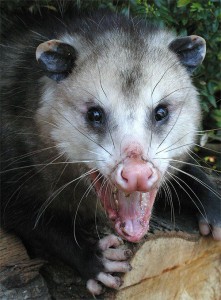 possum stew