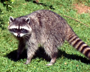 Please note this is a stock image. The actual raccoon was 10-times this size. And much more evil and rabid looking.