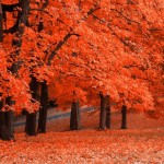 fall wallpaper, autumn wallpaper, fall photos, fall pictures, fall pics, fall images,